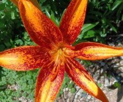 🔥 Good Golly, Ready for Some Fun? 💦🍑 - Image 6